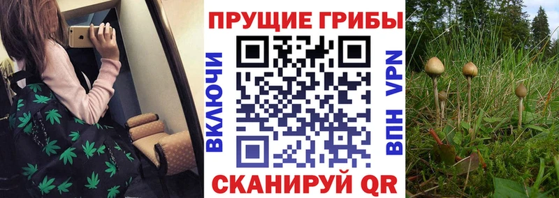 Галлюциногенные грибы мицелий kraken Слюдянка хочу